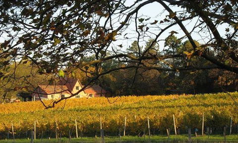 Currency Creek Winery Restaurant - Pubs and Clubs 5