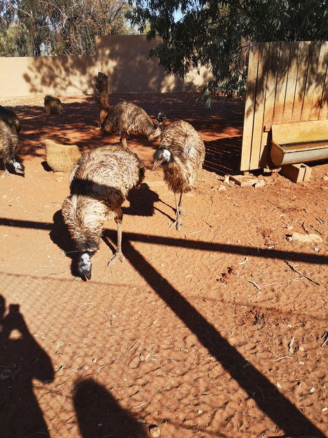 Erldunda Roadhouse - Pubs and Clubs 1