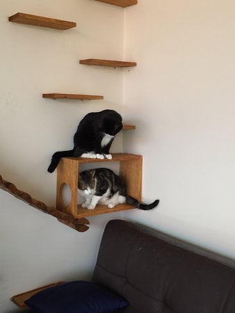 Hobart Cat Cafe - Go Out 0