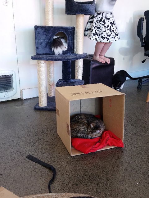 Hobart Cat Cafe - Go Out 1