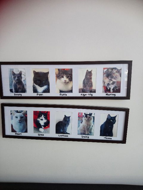 Hobart Cat Cafe - Go Out 4