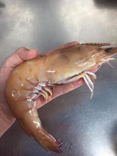 Northern Rivers Seafood - Go Out 4