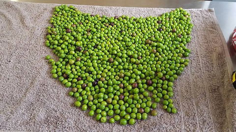 Wattle Hill Olives - Go Out 0