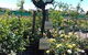 Roworth Rose Nursery - thumb 0