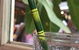 Settlers Tavern - thumb 6