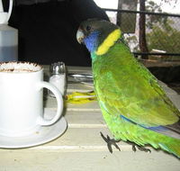 cafe on the dam - Go Out