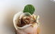Wills Domain - thumb 11