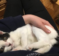 MeowMe Cafe - Pubs and Clubs