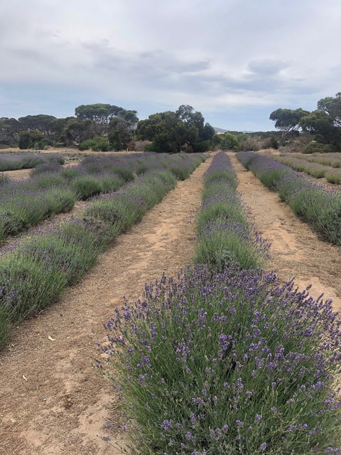 Emu Bay Lavender - Go Out 4