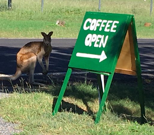 Japoonvale QLD Go Out
