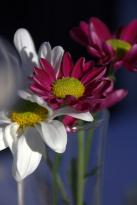 Woodlands Of Marburg - Pubs and Clubs 2