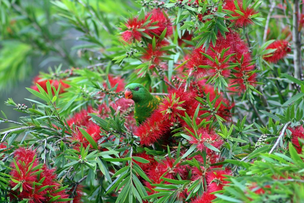 Bottlebrush B  B Maryborough