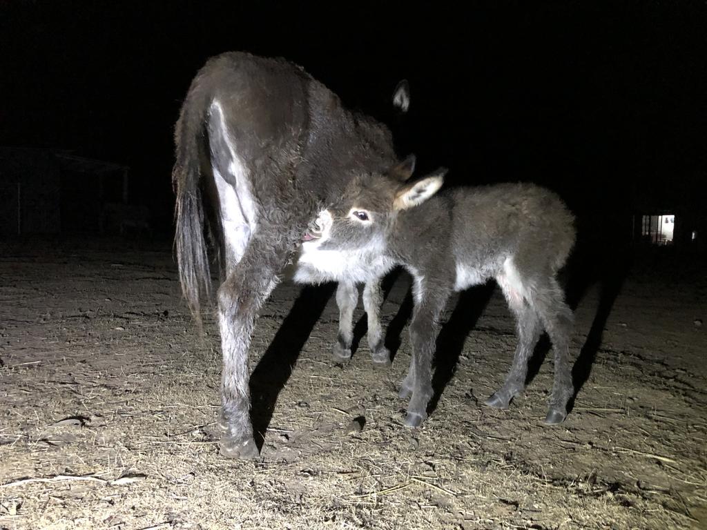 Donkey Tales Farm Cottages Daisy Hill