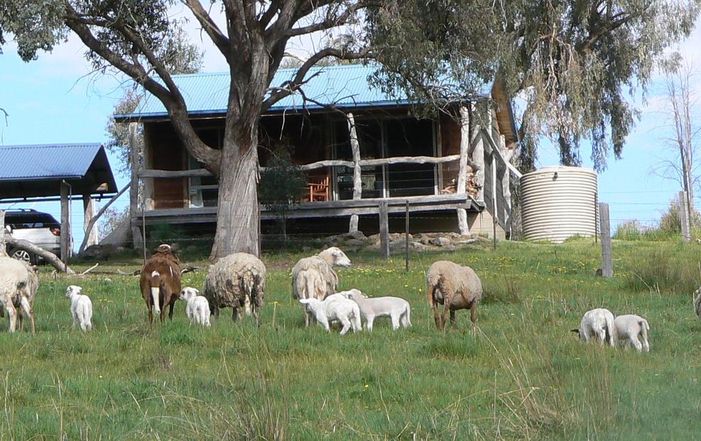 Gaddleen Grove Cottages Wodonga