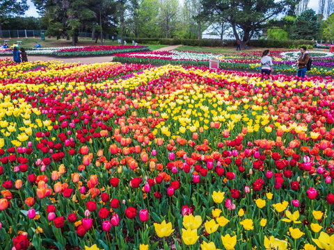 ALLARA CANBERRA - Go Out 16