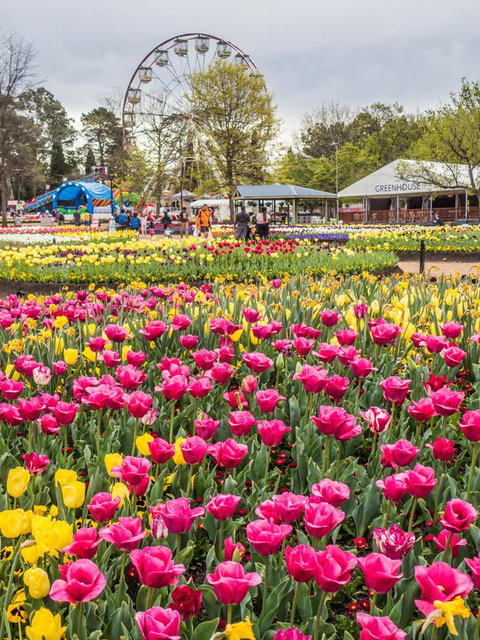 ALLARA CANBERRA - Go Out 15