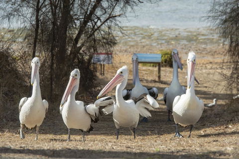 Mercure Kangaroo Island Lodge - Pubs and Clubs 15