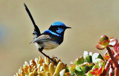 Mercure Kangaroo Island Lodge - Pubs and Clubs 39