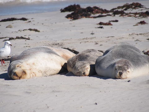 Mercure Kangaroo Island Lodge - Pubs and Clubs 43