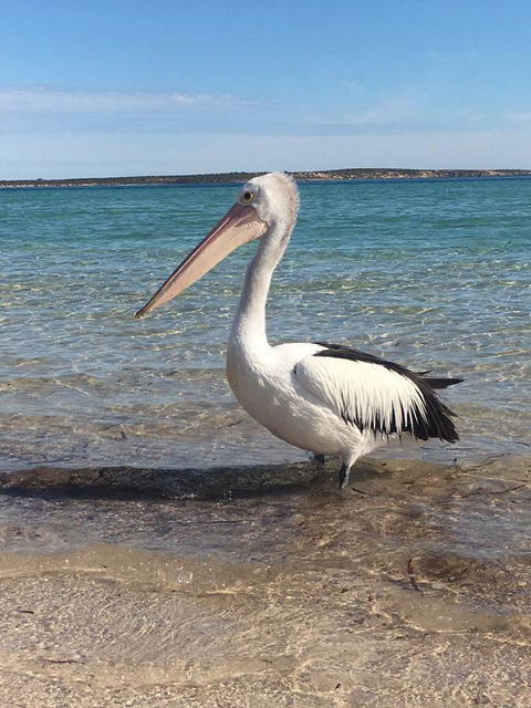 Sail & Anchor - Pubs and Clubs 2