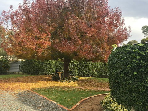 Barossa Retro BnB - Pubs and Clubs 30