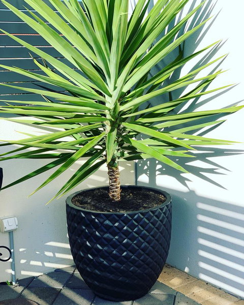 Seaview Sunset Holiday Apartments - Pubs and Clubs 4