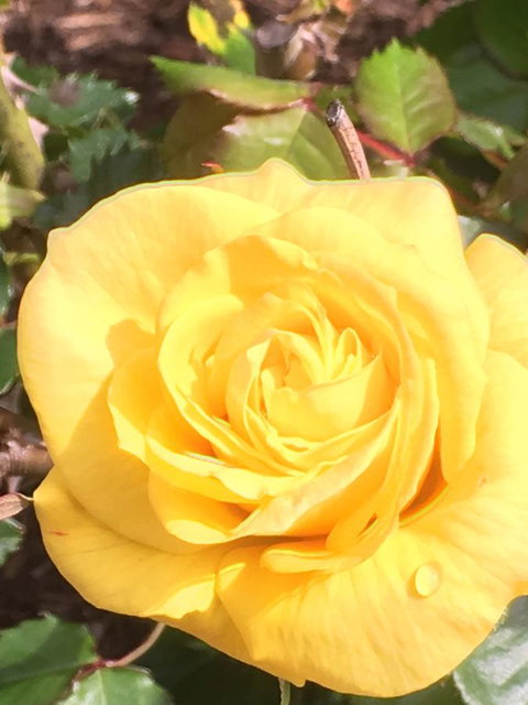 Wine And Roses Bed And Breakfast - Go Out 41