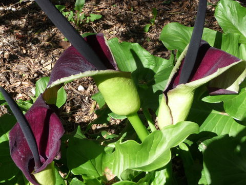 Country Bakehouse Accommodation - Pubs and Clubs 19