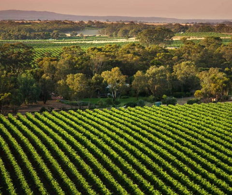 The Reserve Barossa Valley - Pubs and Clubs 1