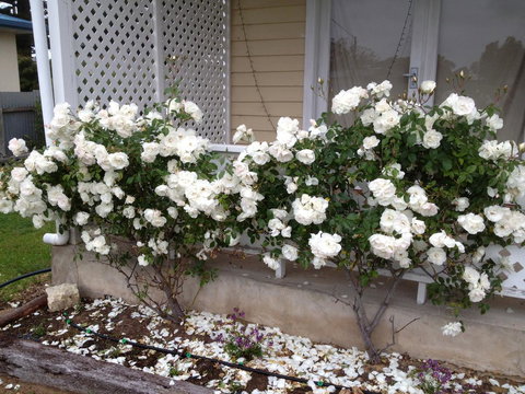 Railway Cottage In Beachport - Pubs and Clubs 12