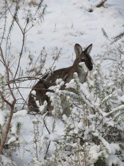 CHILL-OUT - Thredbo - Pubs and Clubs 3