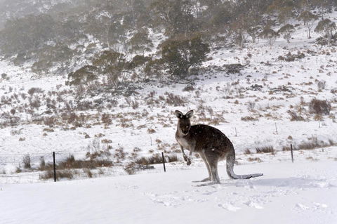 CHILL-OUT - Thredbo - Pubs and Clubs 27