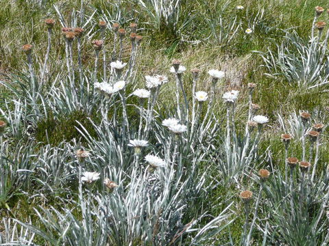 CHILL-OUT - Thredbo - Pubs and Clubs 36