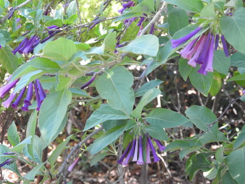 A Secret Garden - Pubs and Clubs 11