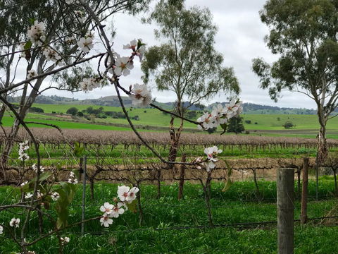 Jasmine\'s Barossa Valley Cottage - Pubs and Clubs 20