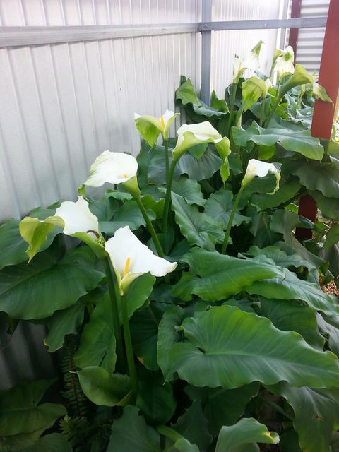 Addies Place Goolwa - Pubs and Clubs 11