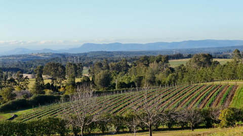 Grapevines Boutique Accommodation - Pubs and Clubs 21