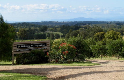 Grapevines Boutique Accommodation - Pubs and Clubs 15