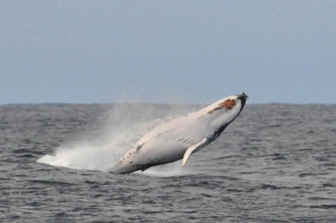 Albany Motel & Apartments - Go Out 19