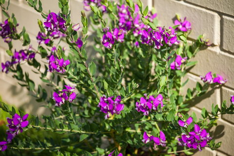 Kempsey Rose Motor Inn - Pubs and Clubs 38