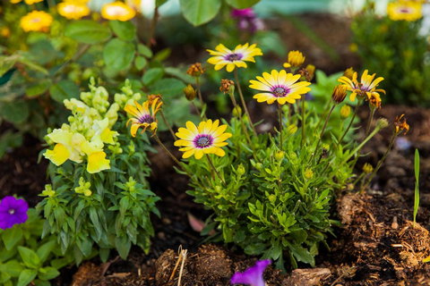 Kempsey Rose Motor Inn - Pubs and Clubs 39