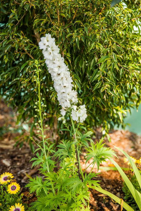 Kempsey Rose Motor Inn - Pubs and Clubs 37