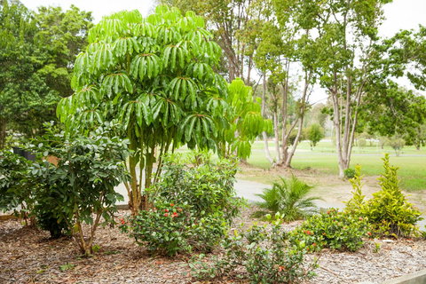 Kempsey Rose Motor Inn - Pubs and Clubs 42