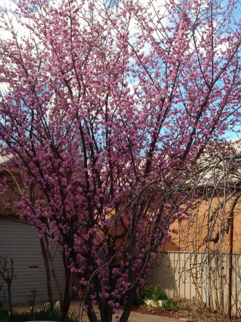 Boot Makers Cottage - Pubs and Clubs 18