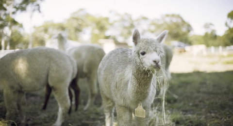 The Woods Farm Jervis Bay - Go Out 12