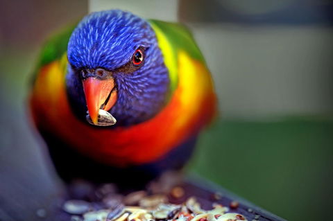 Condo 105 @ Horizons Golf Resort - Salamander Bay NSW - Go Out 19