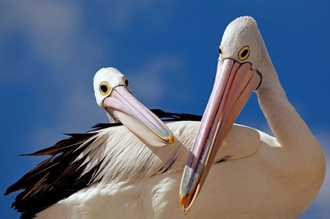 Condo 105 @ Horizons Golf Resort - Salamander Bay NSW - Go Out 14