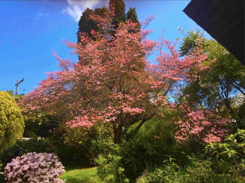 Dangal Gardens - Pubs and Clubs 27