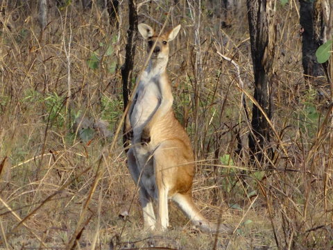 Mount Bundy Station - Pubs and Clubs 41