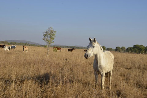 Mount Bundy Station - Pubs and Clubs 43